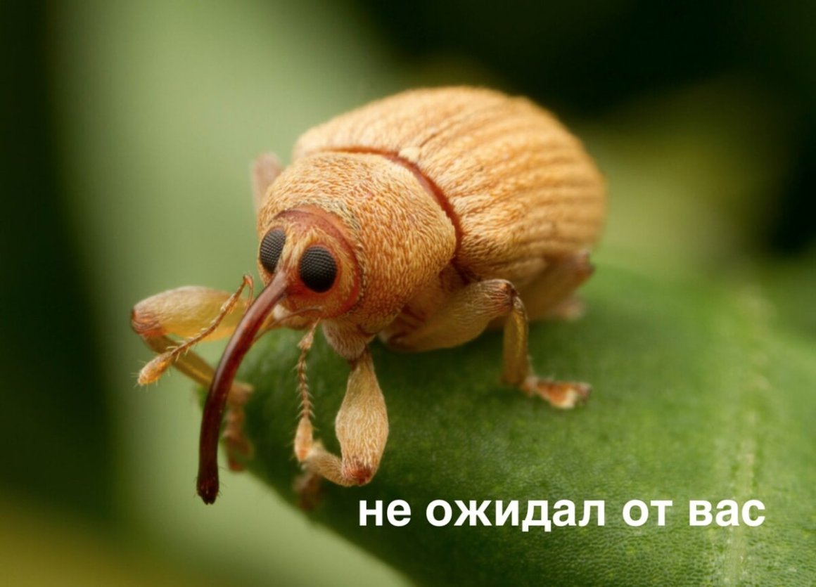 Жук чёрный Сосновый усач