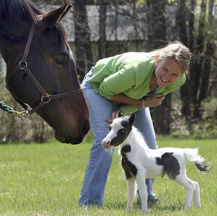 Пони мини Хорс