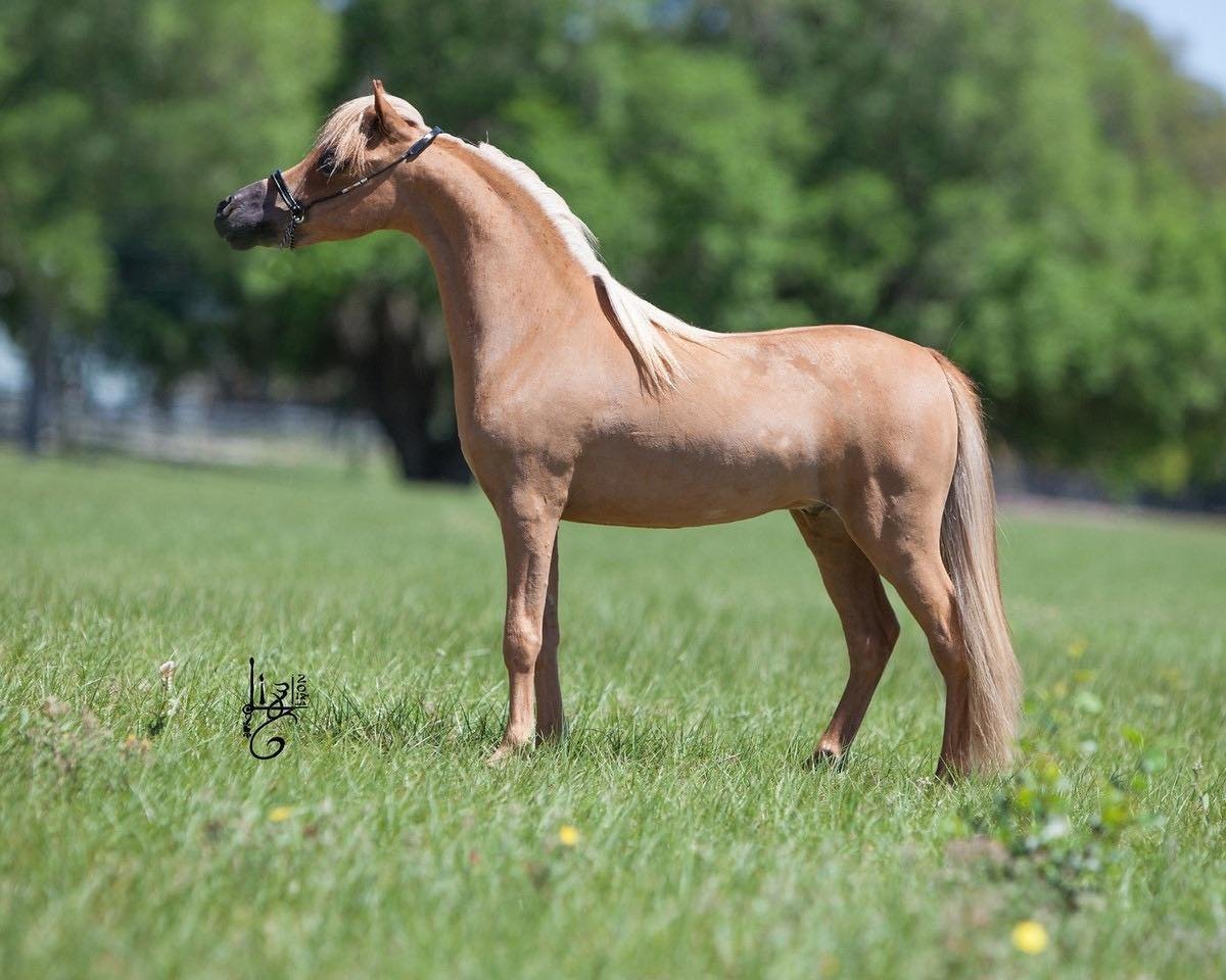 Пони Фалабелла