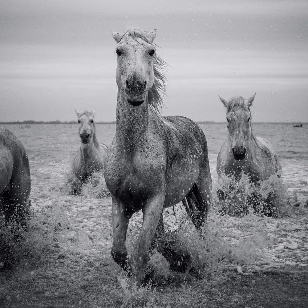 Жеребенок Стригунок