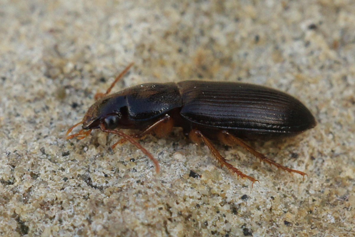 Жук Стригун