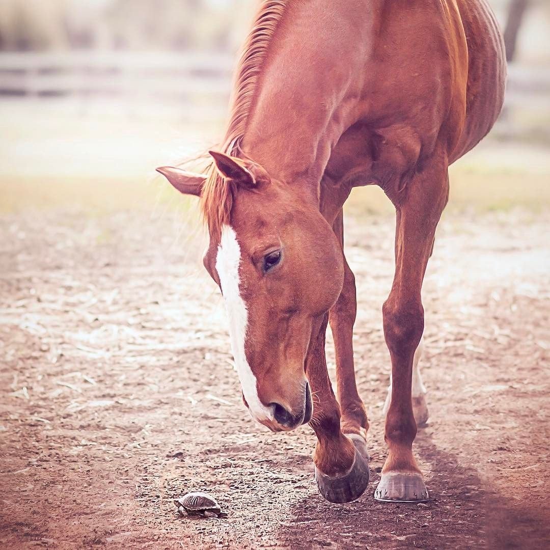Карликовая лошадка Фалабелла