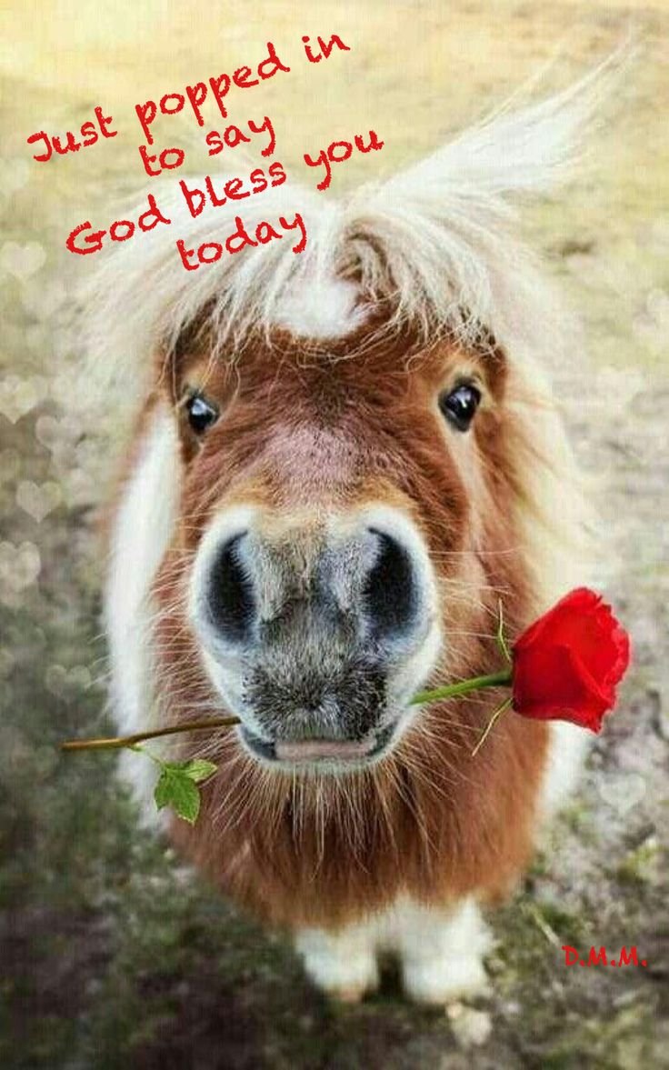 Животные дружат