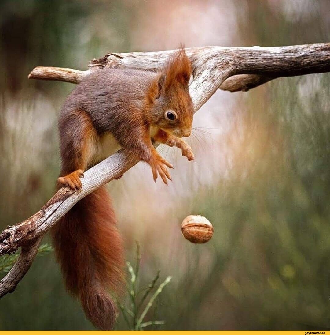 Новорожденные бельчата