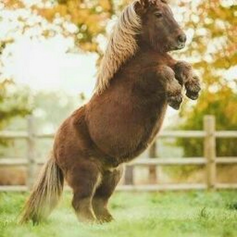 Конь и лошадь