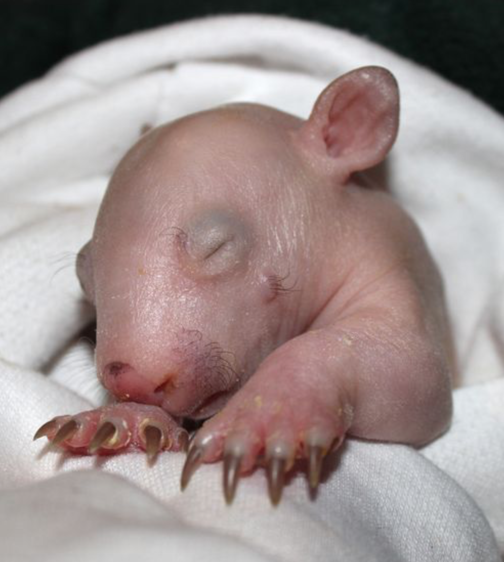 Бельчонок детеныш