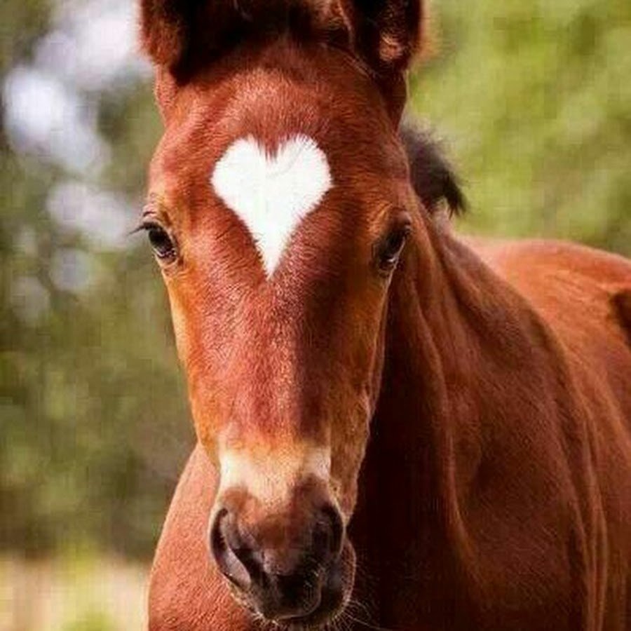 Конь Эстетика