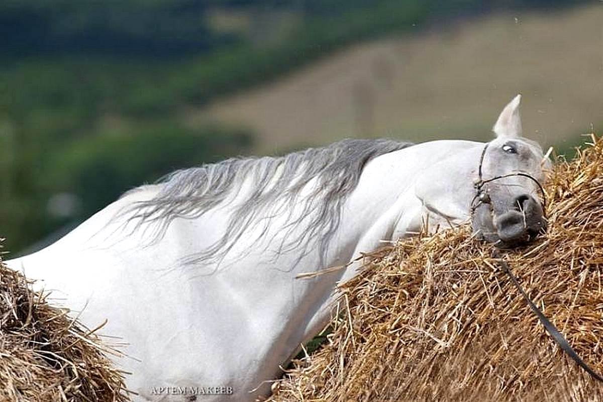 Жеребенок бежит