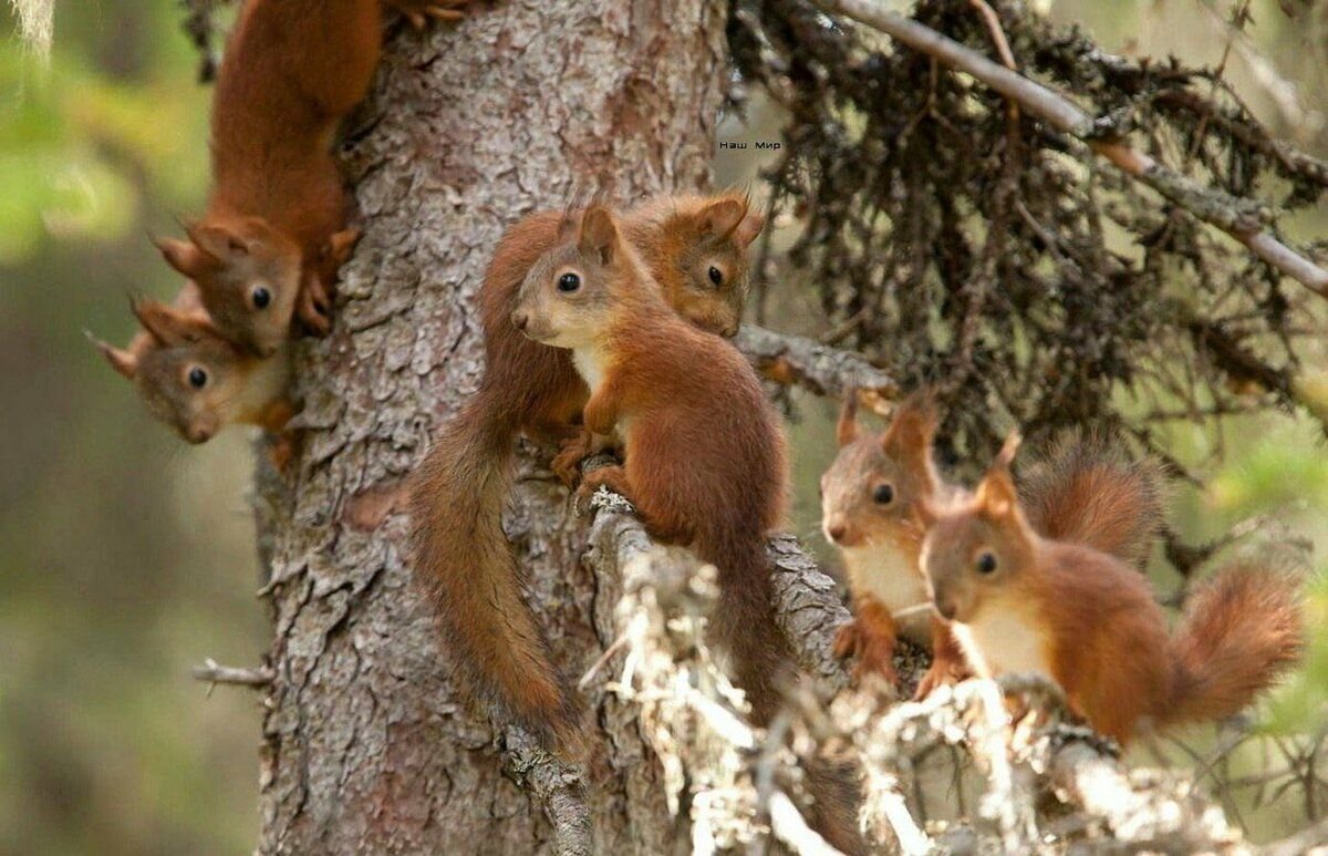 Маленький кенгуру