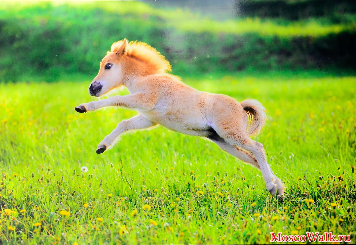 Лохматые лошадки