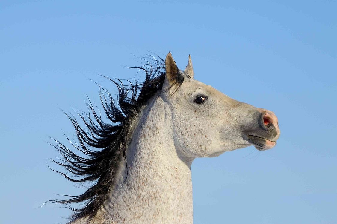 Карликовая лошадь