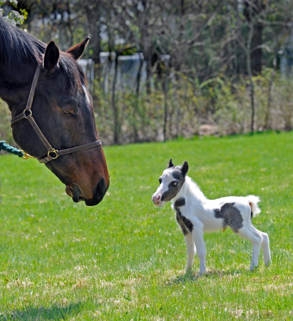 Пони Фалабелла