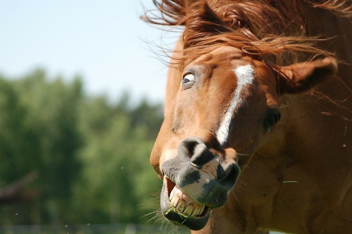 Самая маленькая лошадь в мире