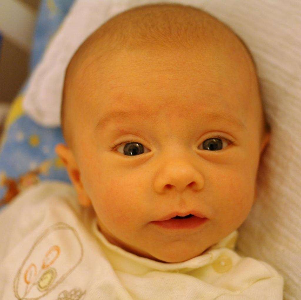 Вомбат детеныш детеныш