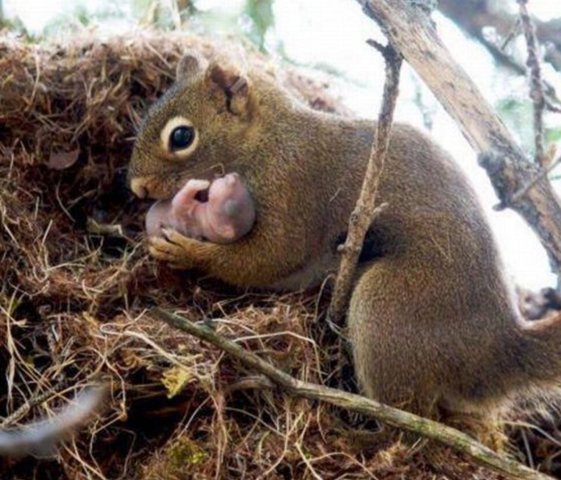 Японская белка Момонга