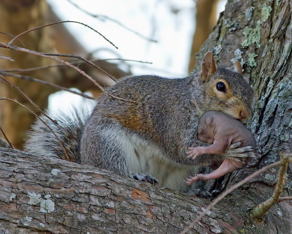 Гемолитическая и физиологическая желтуха
