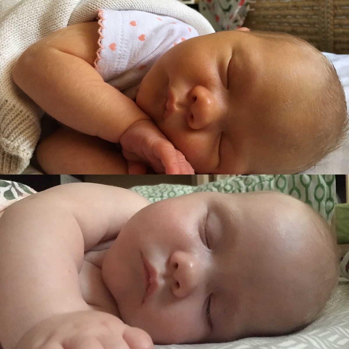 Белочка с бельчатами