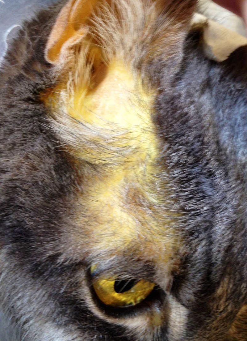 Продолжительность жизни животных белка