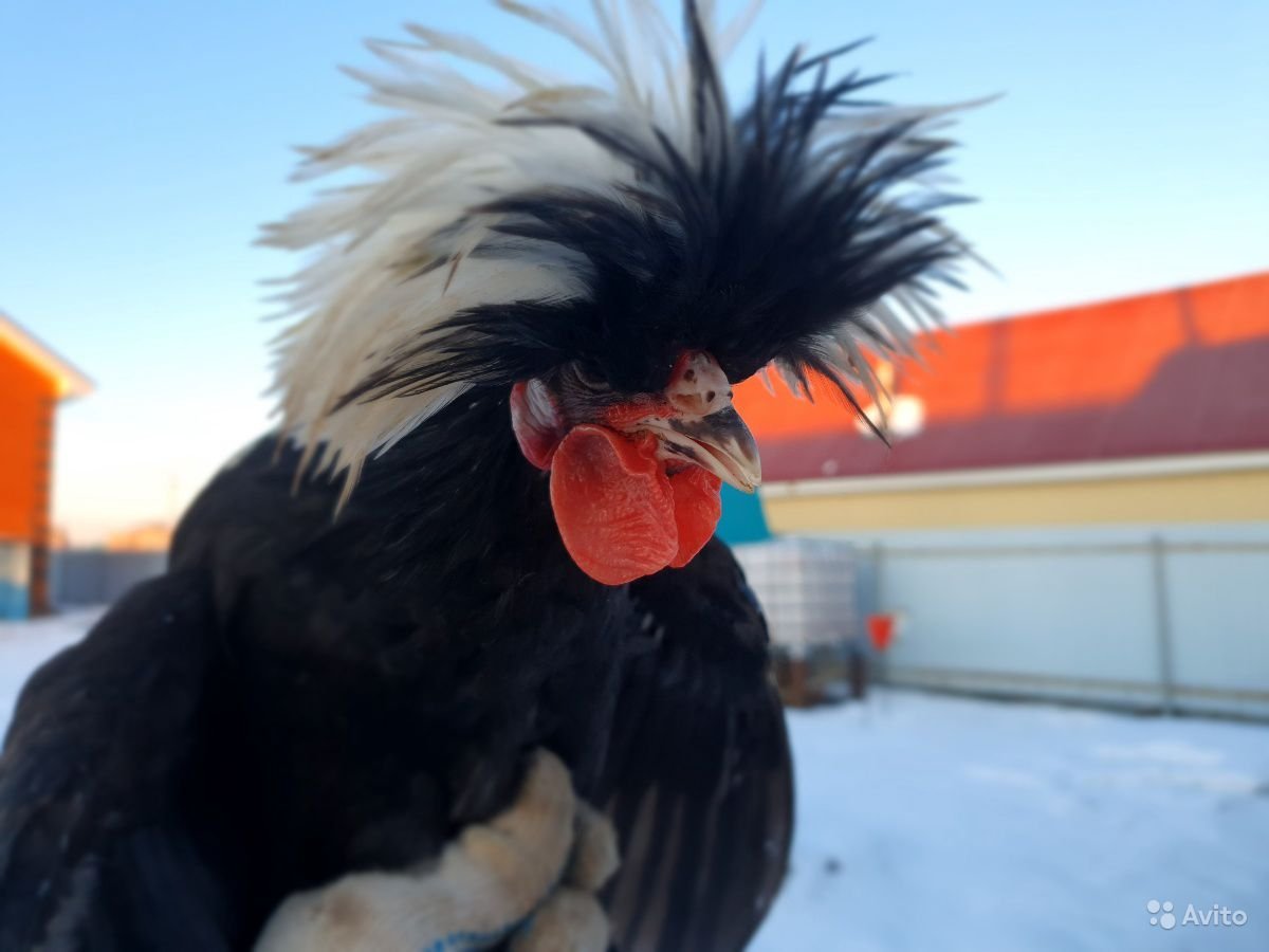 Голландская чёрная белохохлая курица