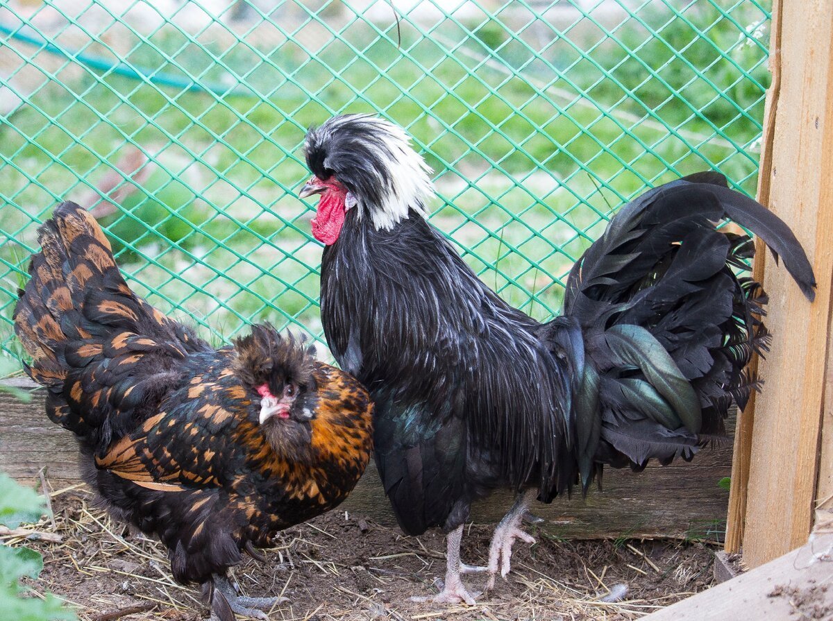 Голландская белохохлая порода