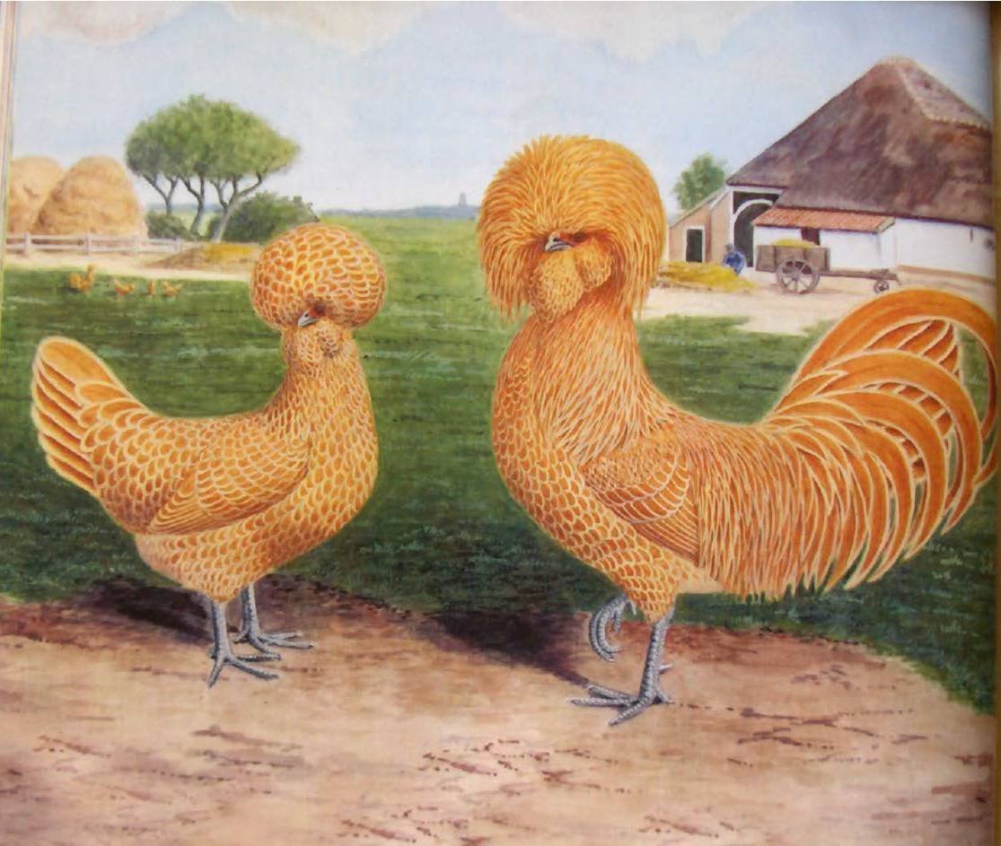 Голландская белохохлая порода кур