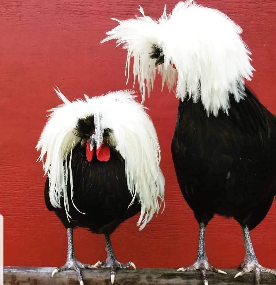 Голландская белохохлая порода