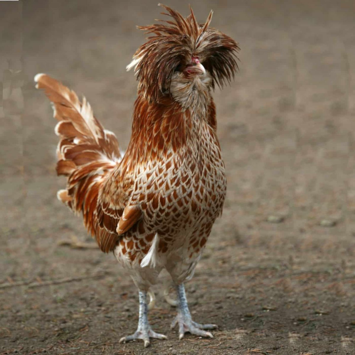 Петух со штанишками порода