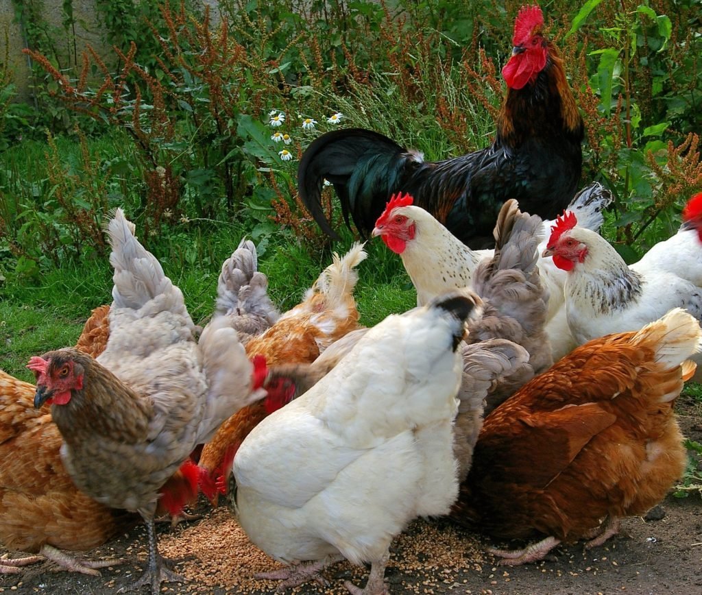 Деревенские куры несушки