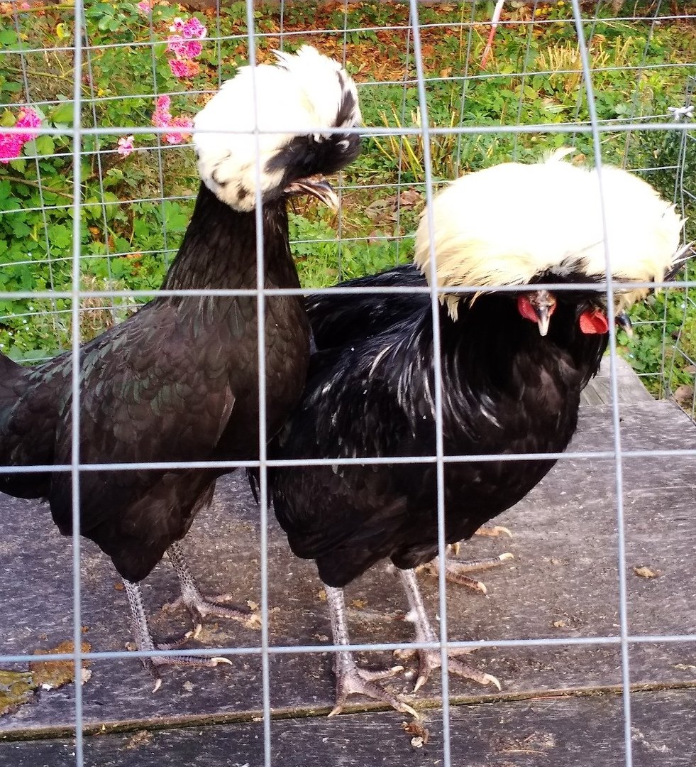 Голландская белохохлая порода