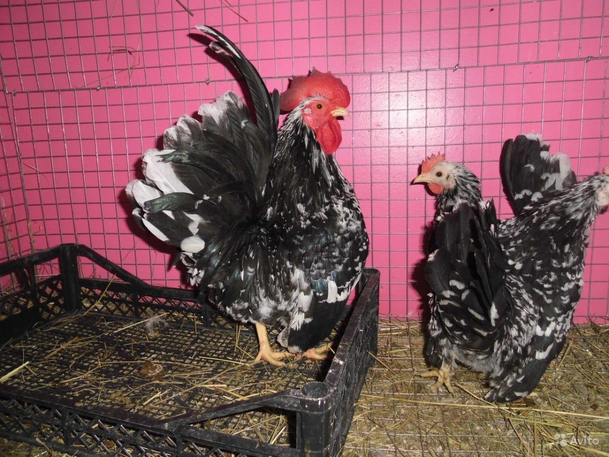 Куры бентамки Шабо