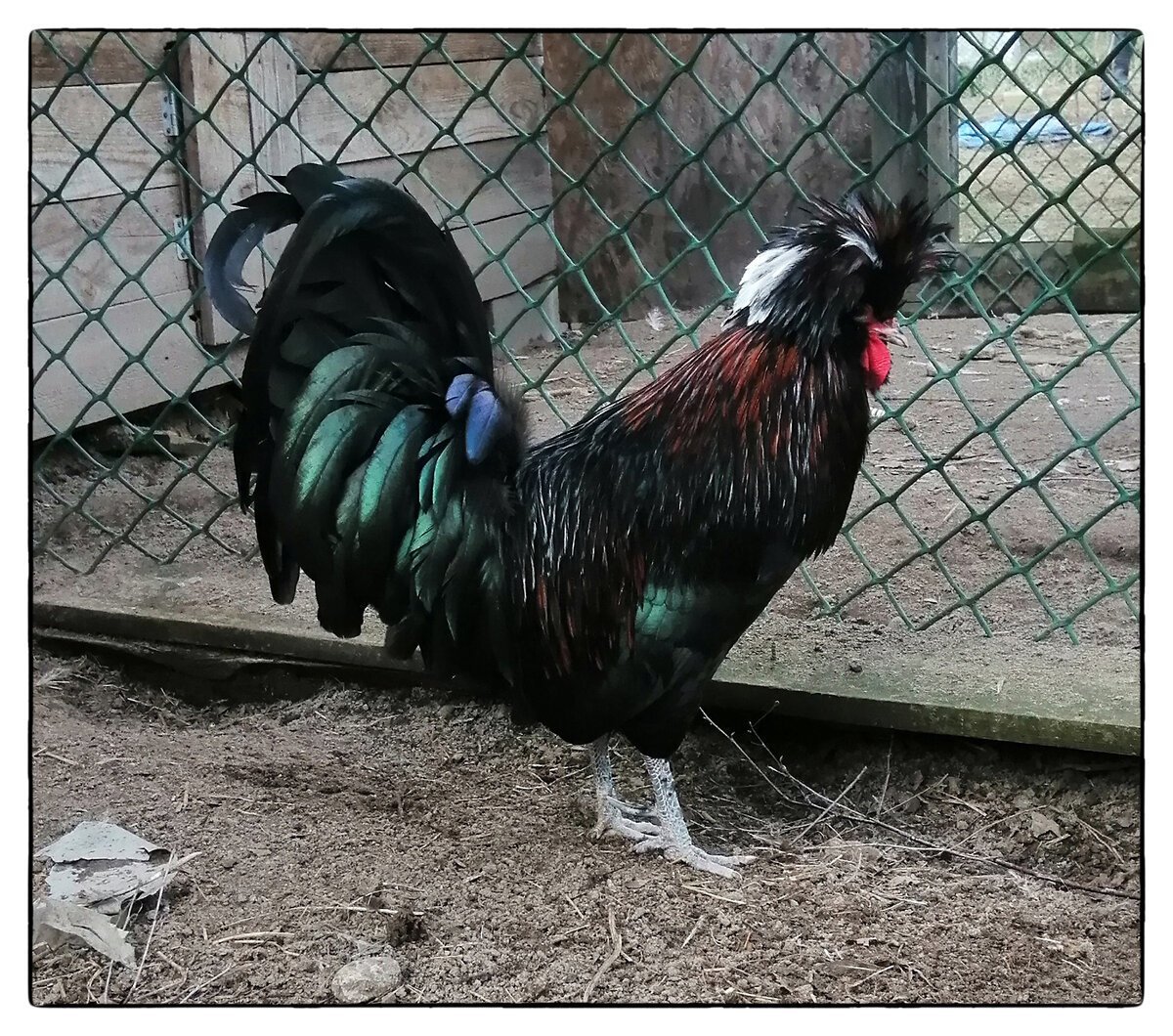 Голландские белохохлые куры