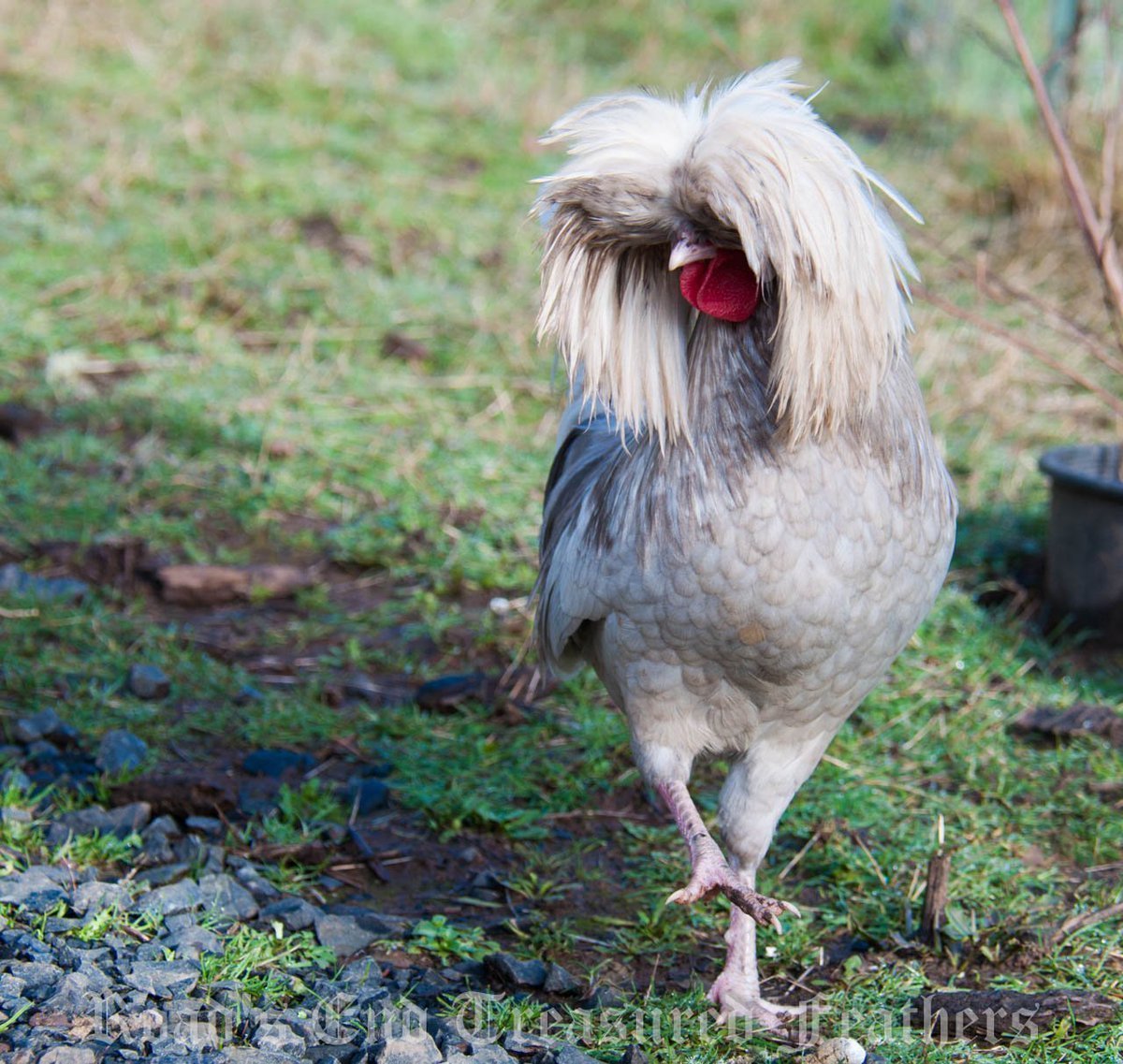 Белая хохлатая Курочка