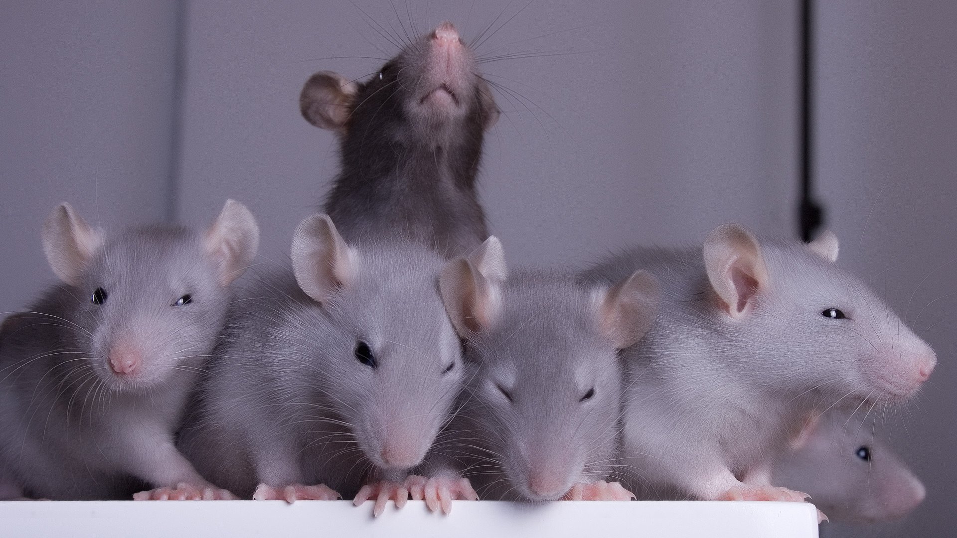 К чему снится много мышей серых маленьких. Декоративная крыса Дамбо. Крыса Фазз. Крыски 4 крысы. Милые крыски.