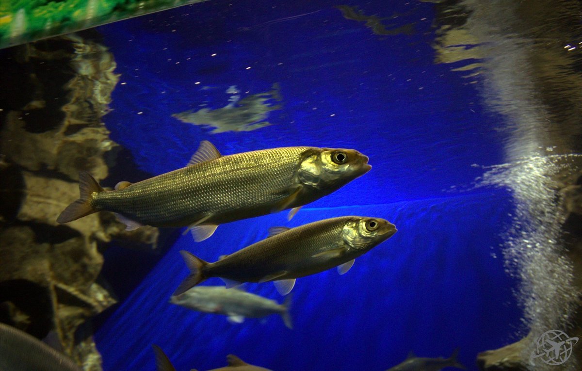 Горная рыба хариус