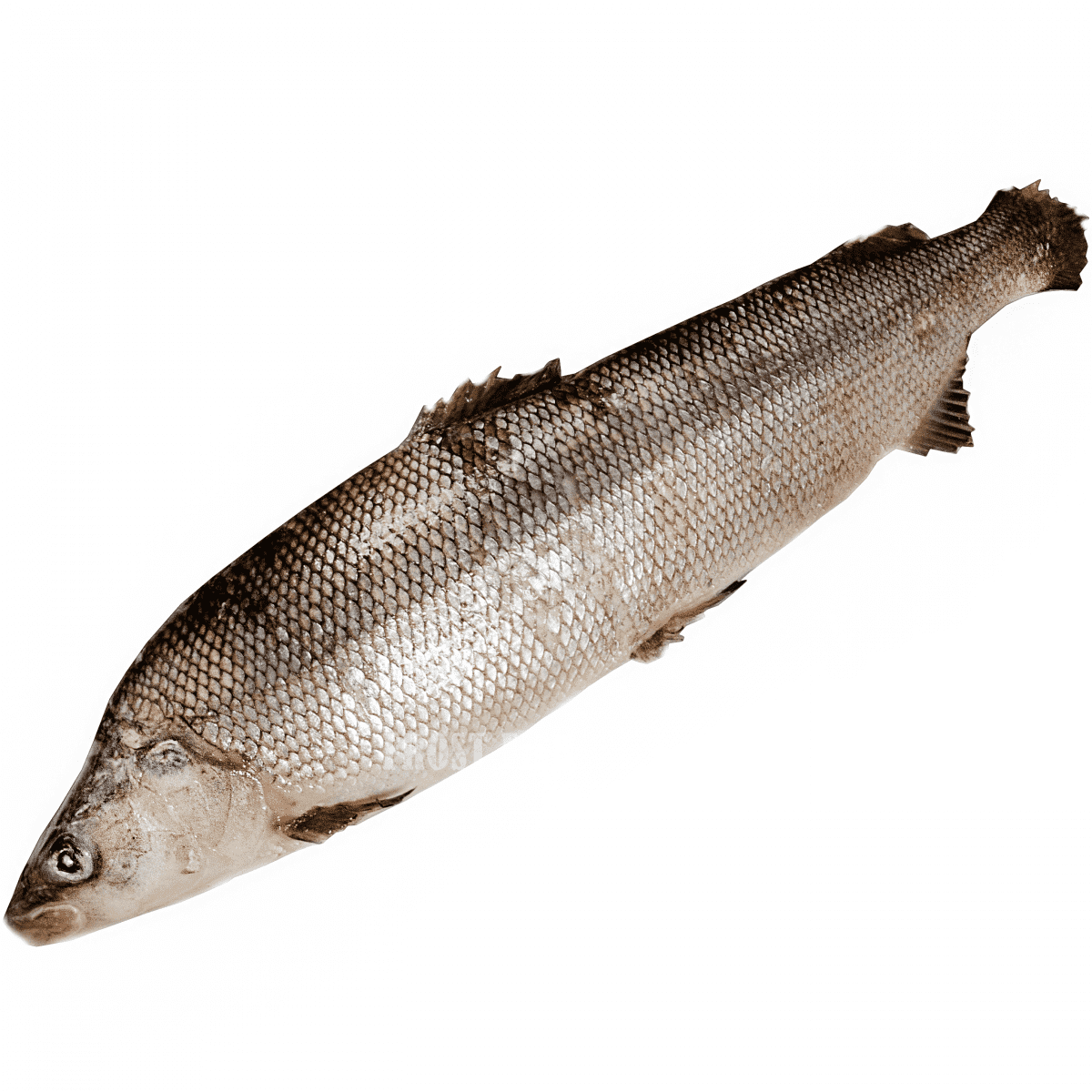 Омуль муксун