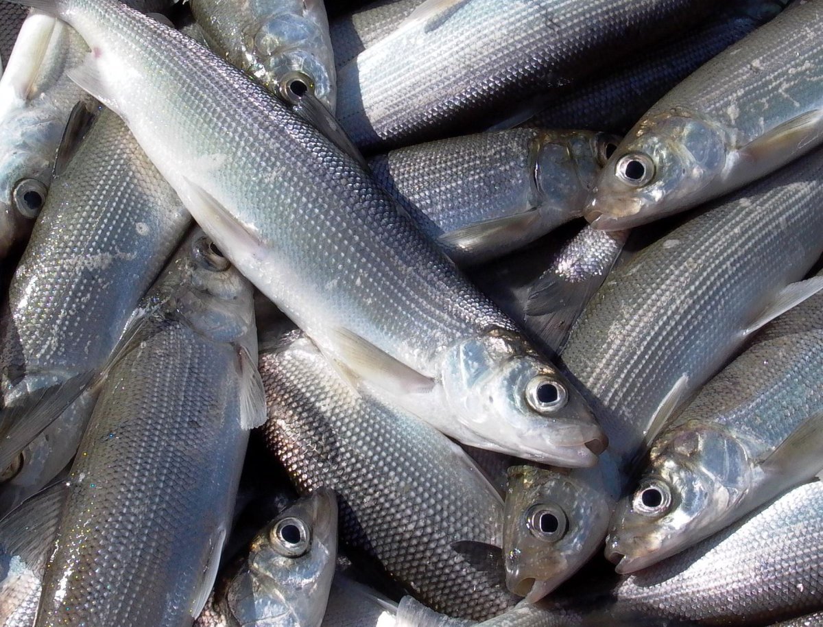 Амурский сиг рыба