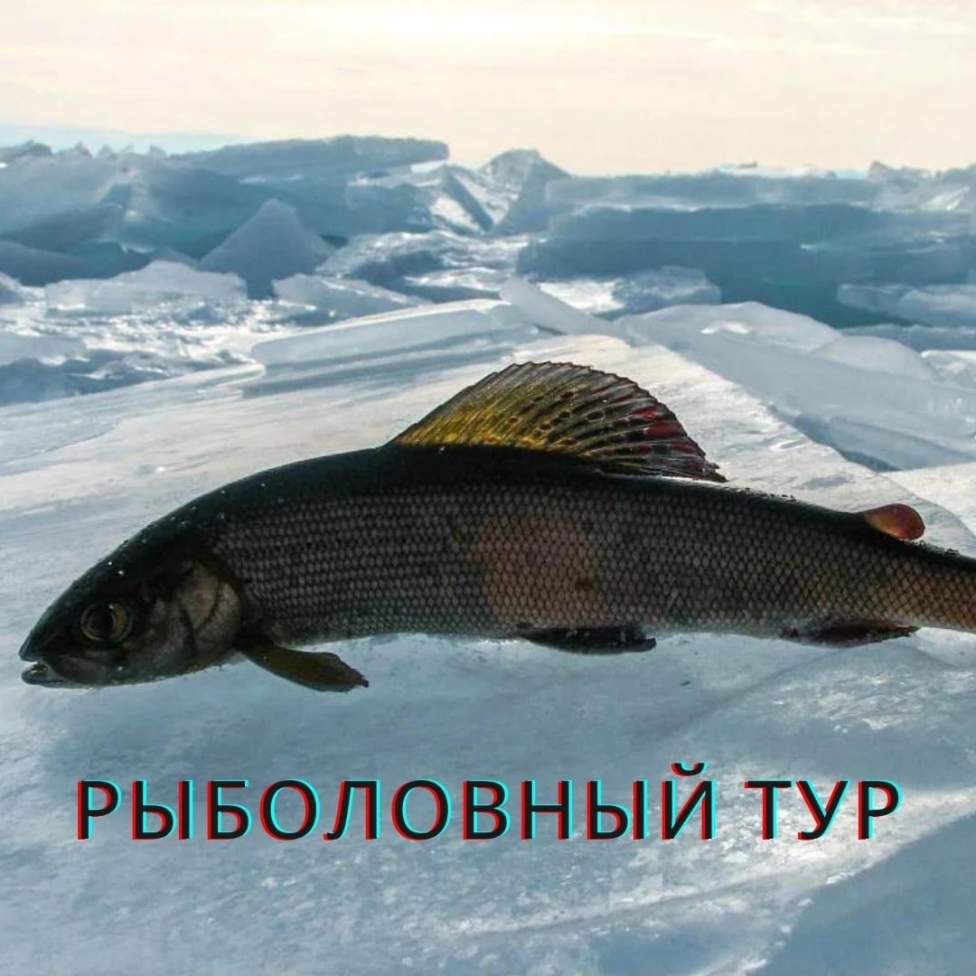 Рыбы северных озер. Сибирский хариус. Рыба хариус Сибирский. Сибирский хариус - Thymallus arcticus. Сибирский Байкальский хариус.