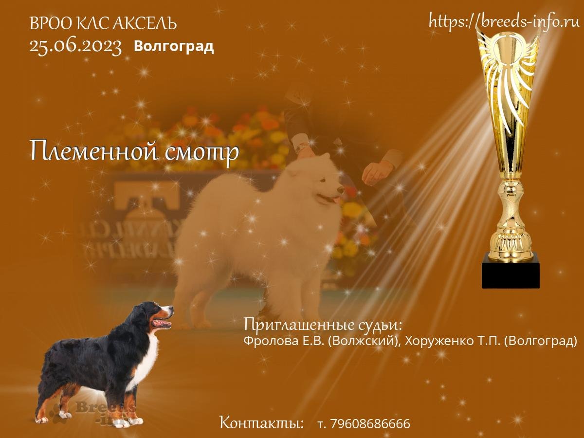 Собака робот gif