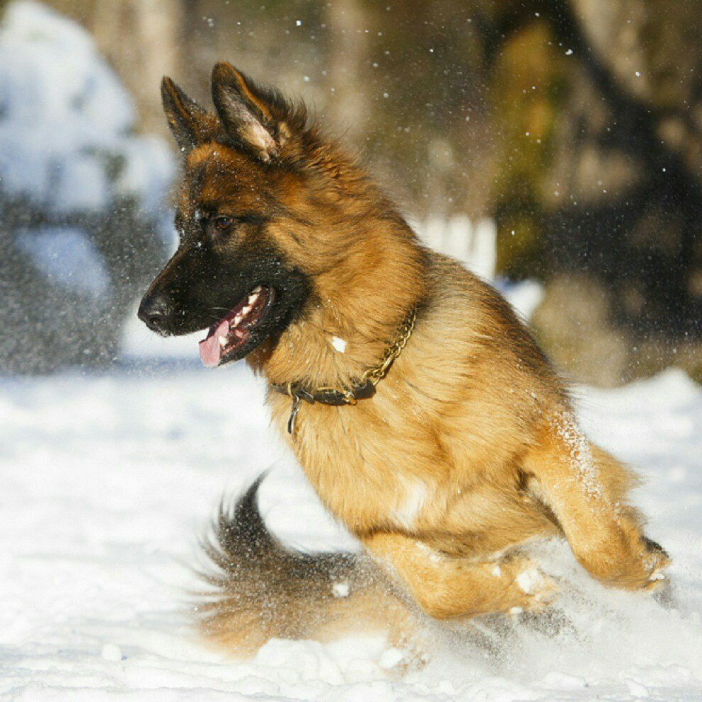 Собака ирландский волкодав