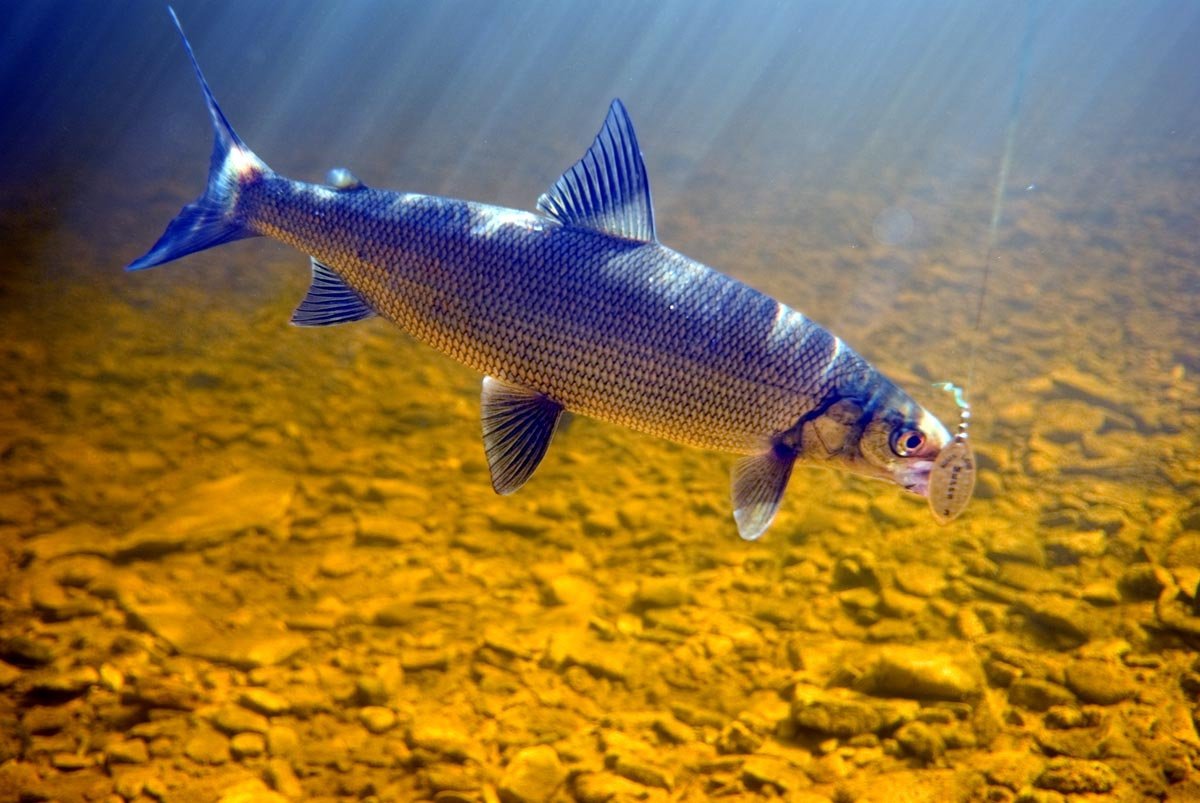 Пелядь, муксун