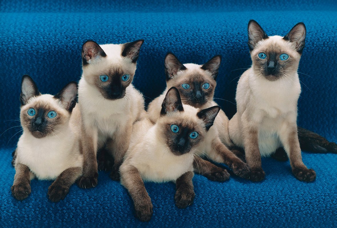 Британский сиамский кот