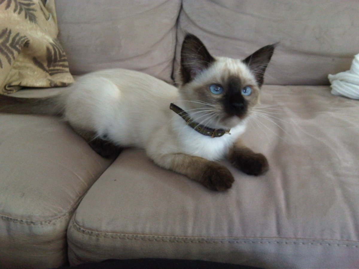 Сиамские котята недовольные