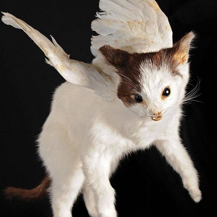 Котик с крыльями