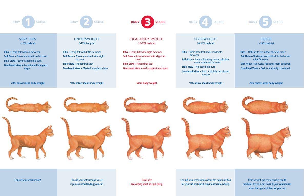 Как определить нормальный вес кота