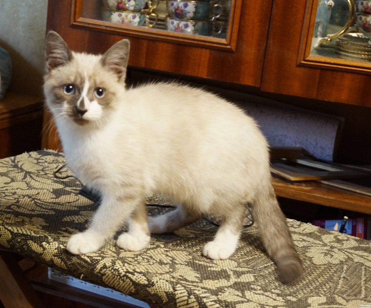 Сиам метис кошка