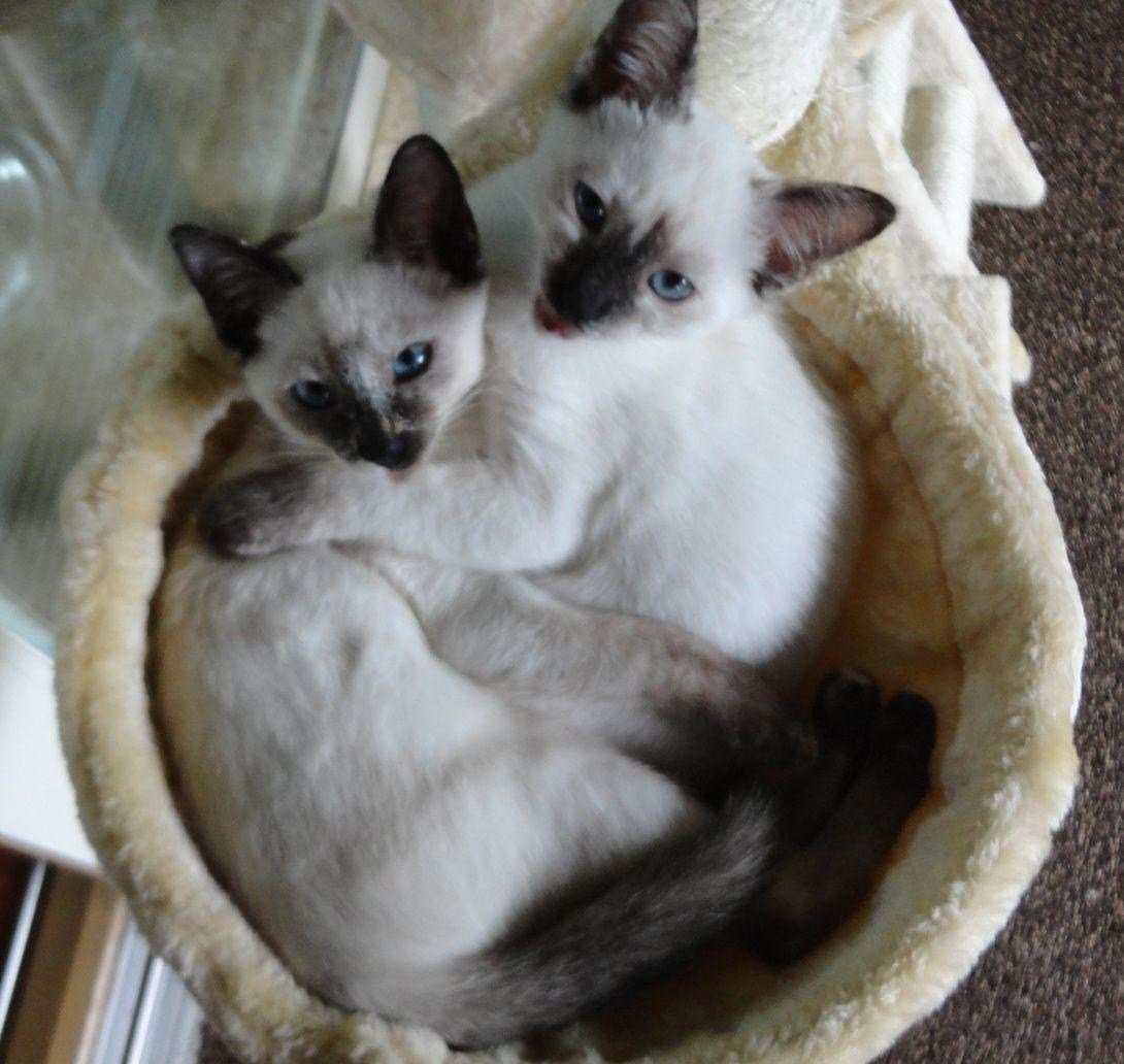 Сиамские котята