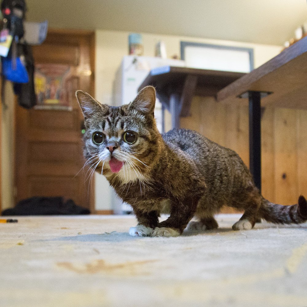 Кошачья карликовость