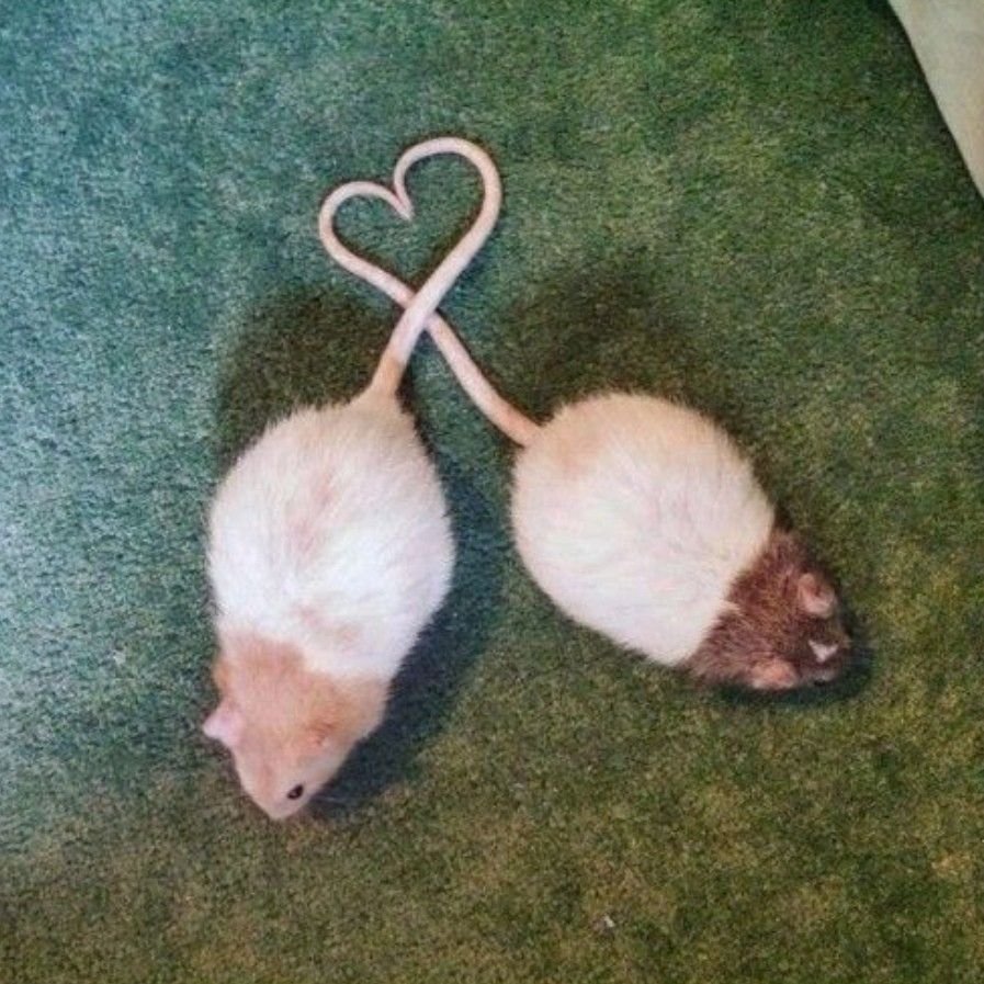 Сердечко из крыс