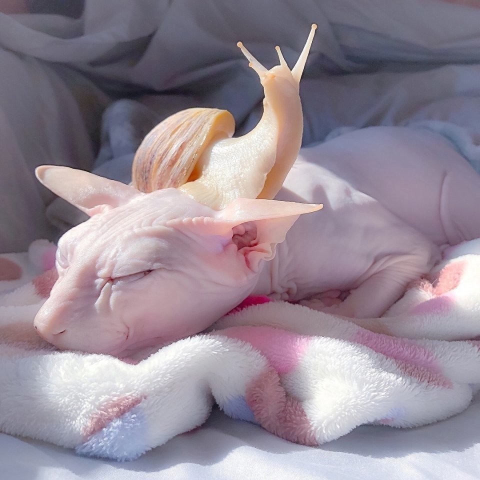 Эстететичные животные