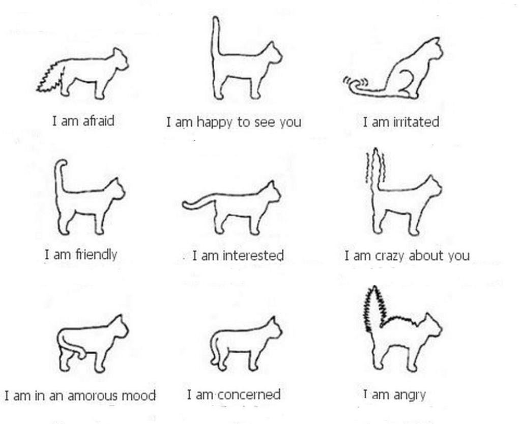 Как понять кота по хвосту